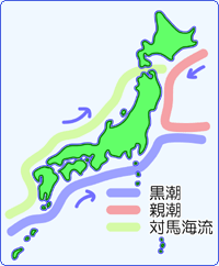 黒潮の流れ